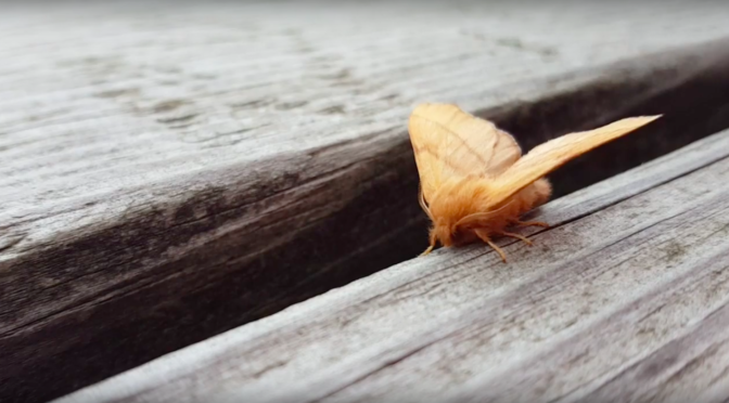 The Moth of the Fire Tower: a Living Parable